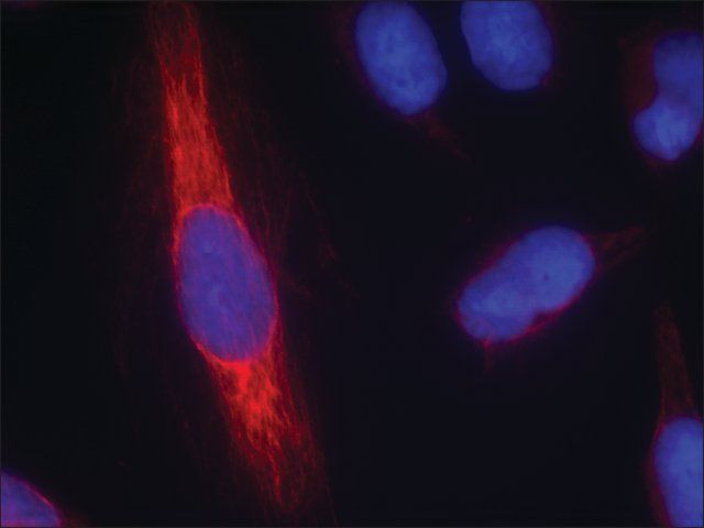 Anti-NOS1 (Ab-852) antibody produced in rabbit