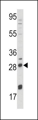 ANTI-NGFB (CENTER) antibody produced in rabbit