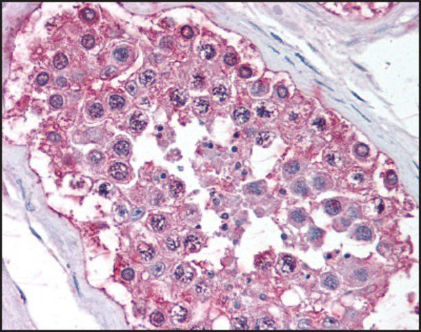 Anti-NR0B1 (AB2) antibody produced in rabbit