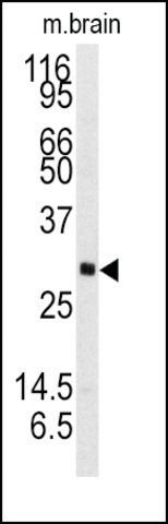 Anti-NTF3 (C-term) antibody produced in rabbit