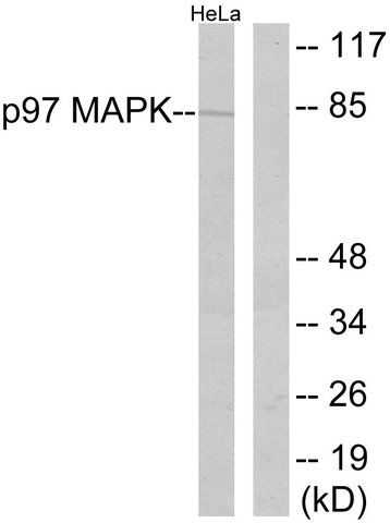 Anti-P97 MAPK antibody produced in rabbit