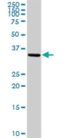 Anti-NTF3 antibody produced in rabbit