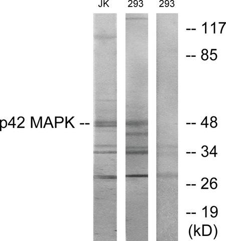 Anti-P42 MAPK antibody produced in rabbit