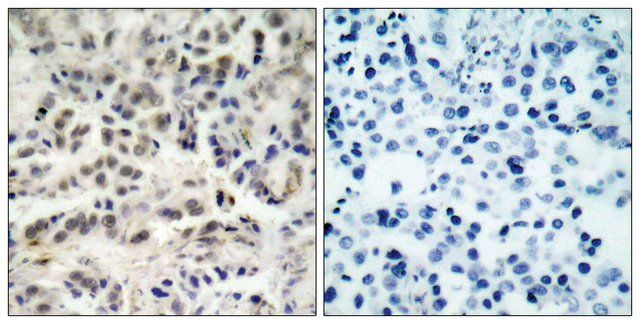 Anti-p27 KIP1 antibody produced in rabbit