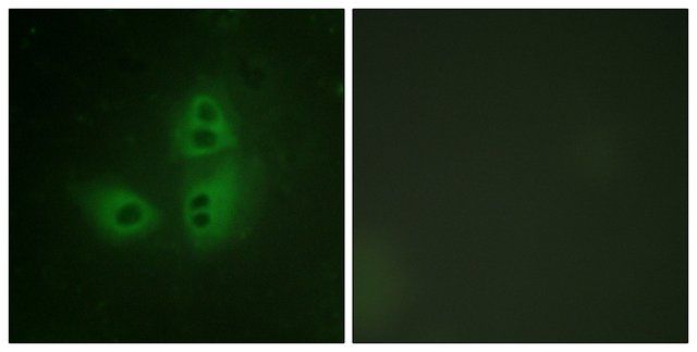 Anti-NNOS antibody produced in rabbit