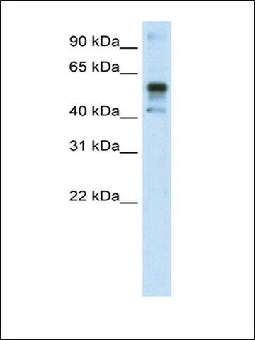 Anti-NFE2L2