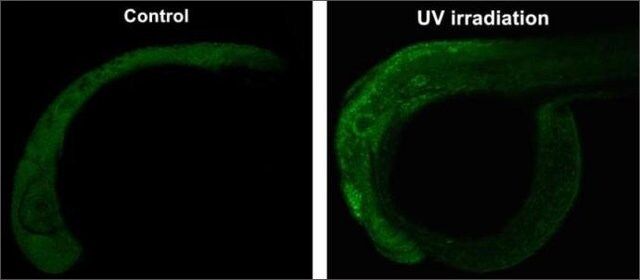 Anti-p53 antibody produced in rabbit