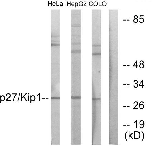 Anti-p27 KIP1 antibody produced in rabbit