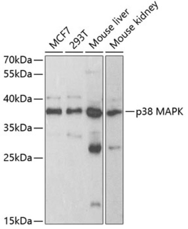 Anti-p38 MAPK antibody produced in rabbit