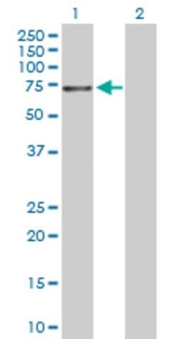 Anti-NTRK3 antibody produced in rabbit