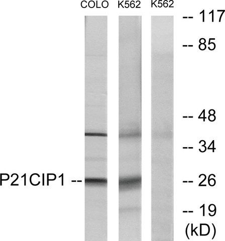 Anti-p21 CIP1 antibody produced in rabbit