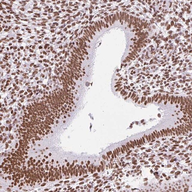 Anti-KHDRBS1 antibody produced in rabbit