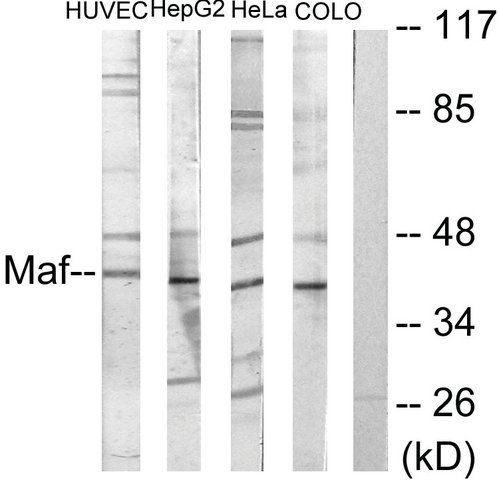 Anti-MAF antibody produced in rabbit