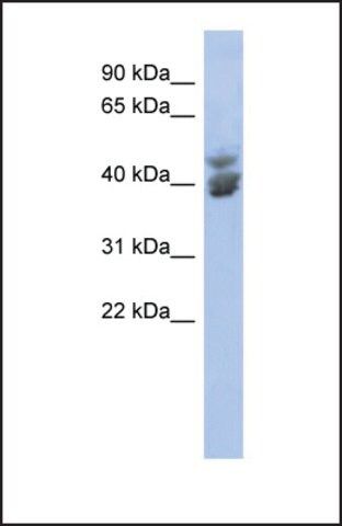 Anti-KLF2 antibody produced in rabbit