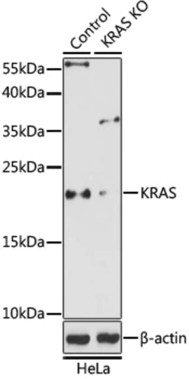 Anti-KRAS antibody produced in rabbit