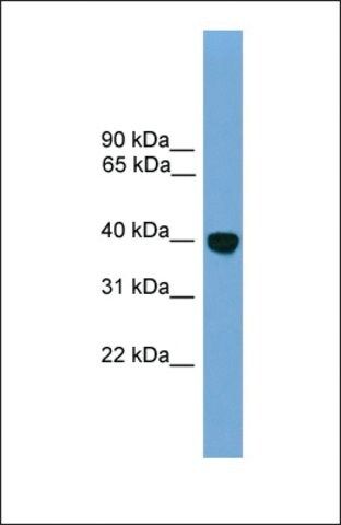 Anti-KLF2 antibody produced in rabbit