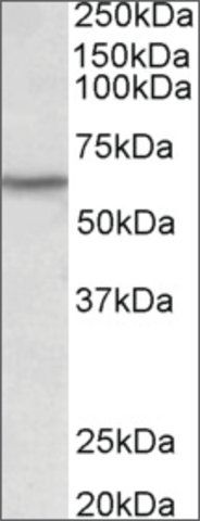 Anti-LCK antibody produced in goat