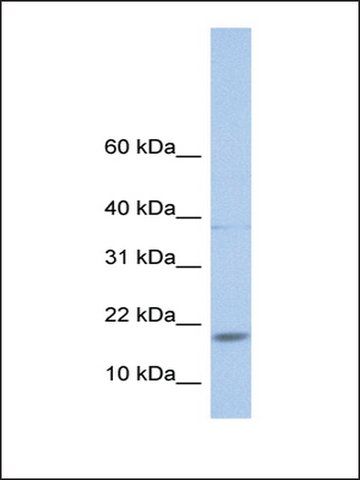 Anti-MAX antibody produced in rabbit