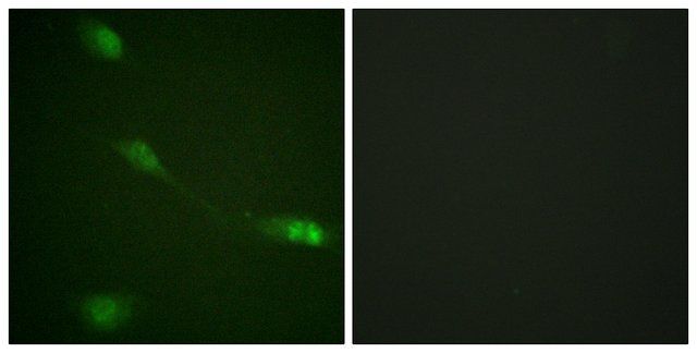 Anti-MDM2 antibody produced in rabbit