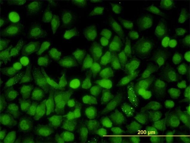 ANTI-MAPK9 antibody produced in mouse