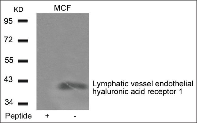 Anti-LYVE1 antibody produced in rabbit