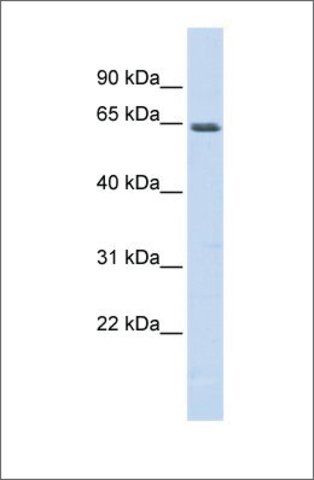 Anti-MEF2A (ab1) antibody produced in rabbit