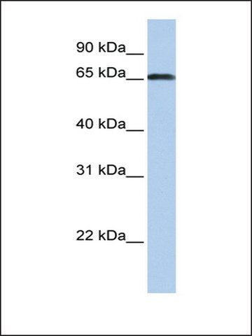 Anti-ZXDC antibody produced in rabbit