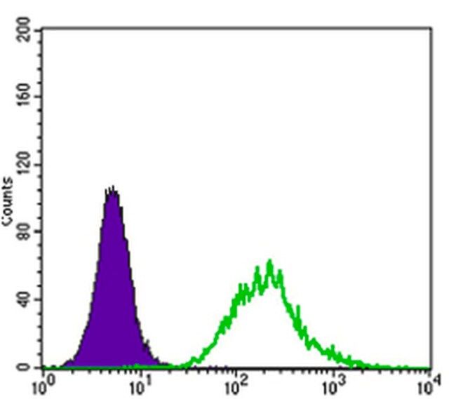 Anti-MATK Antibody, clone 9D7