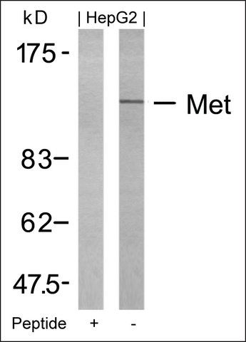 Anti-MET (Ab-1234) antibody produced in rabbit