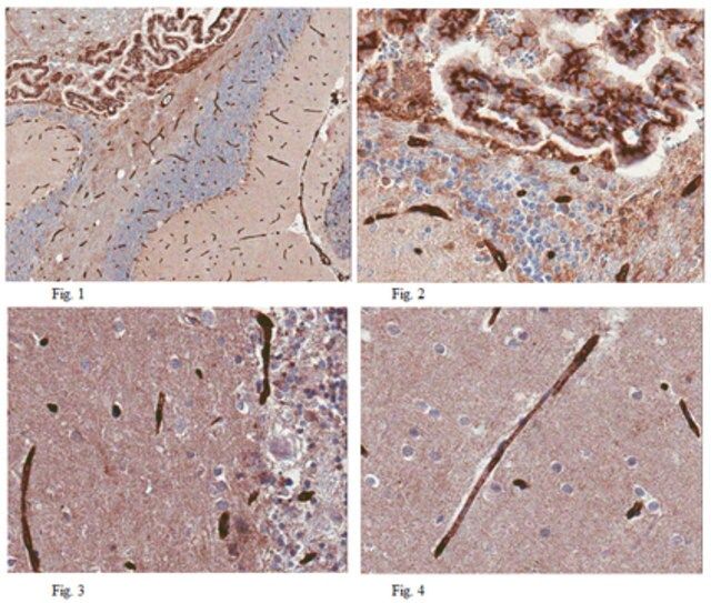 Anti-GLUT1 (CT) Antibody, clone 5B12.3