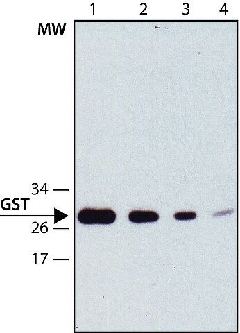 Anti-Glutathione-S-Transferase (GST) antibody, Mouse monoclonal