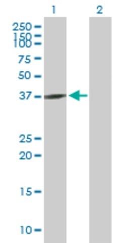 Anti-GNAQ antibody produced in mouse