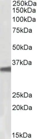 Anti-GNB3 antibody produced in goat