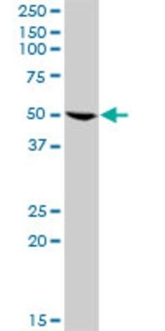 Anti-GRB7 antibody produced in rabbit