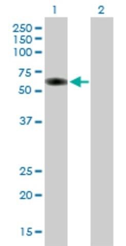 Anti-GRB7 antibody produced in mouse