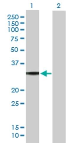 Anti-GNAO1 antibody produced in mouse