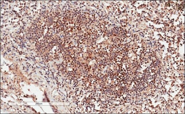 Anti-GRB2 antibody produced in goat