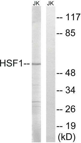 Anti-HSF1 antibody produced in rabbit