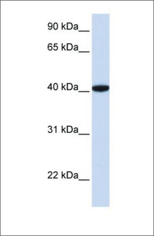 Anti-GTF2B (ab2) antibody produced in rabbit