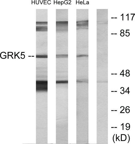 Anti-GRK5 antibody produced in rabbit