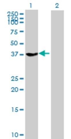 Anti-GNAZ antibody produced in mouse