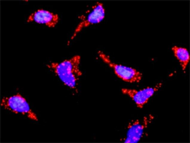 Anti-HRAS antibody produced in mouse