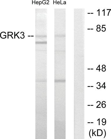 Anti-GRK3 antibody produced in rabbit