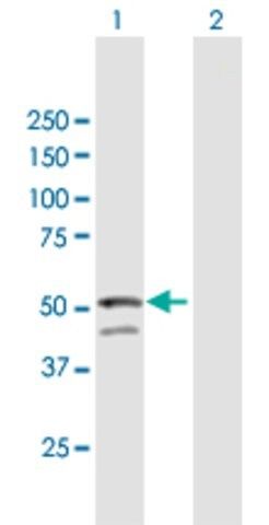 Anti-GNAL antibody produced in mouse