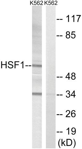 Anti-HSF1 antibody produced in rabbit