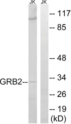 Anti-GRB2 antibody produced in rabbit