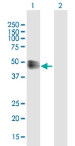 Anti-IFNAR2 antibody produced in mouse