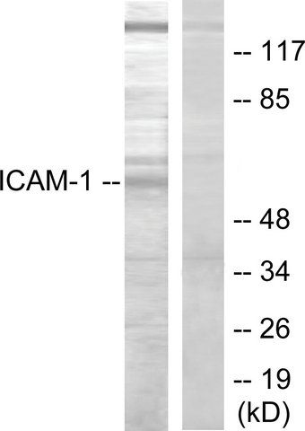 Anti-ICAM-1 antibody produced in rabbit