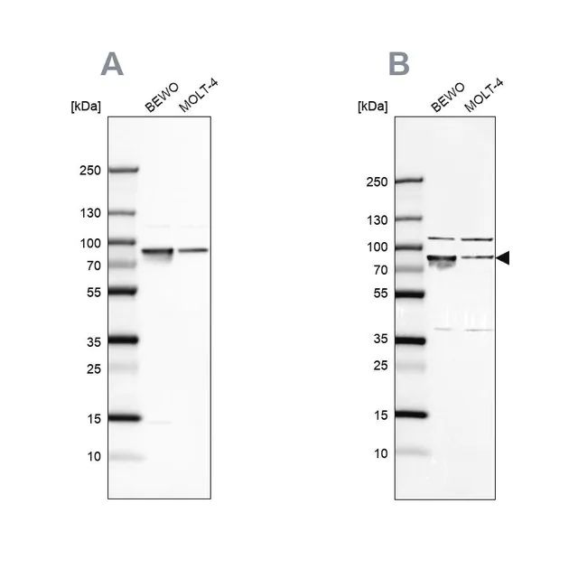 Anti-HSPA5 antibody produced in rabbit