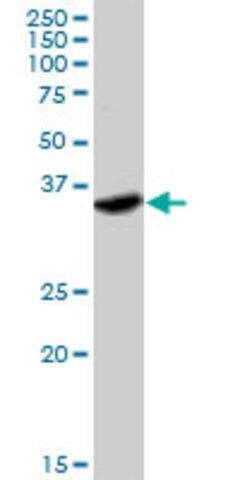 Anti-IFNGR2 antibody produced in rabbit